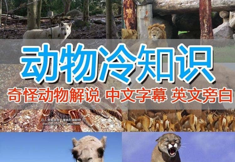外面卖1699的国外纪录片解说（动物解说、美食、动画片）稳过中视频创富副业网-网创项目资源站-副业项目-创业项目-搞钱项目创富副业网